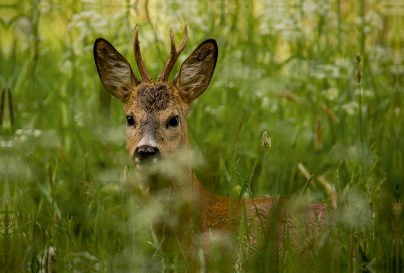 Versteck in der Wiese