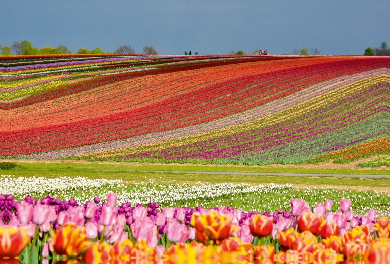 Bezauberndes Tulpenfeld im Rhein-Kreis-Neuss