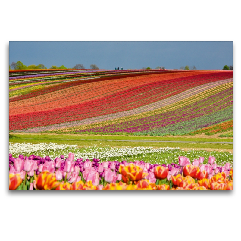 Bezauberndes Tulpenfeld im Rhein-Kreis-Neuss