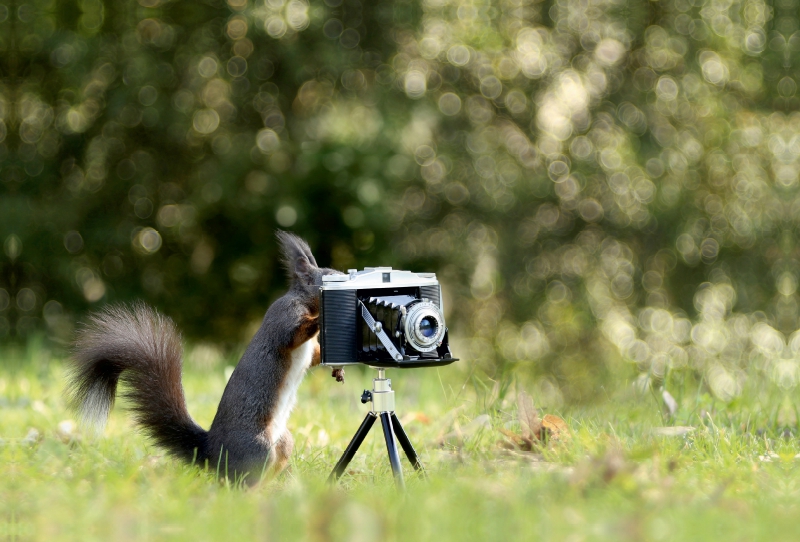 Eichhörnchen entdeckt die Liebe zur Fotografie.