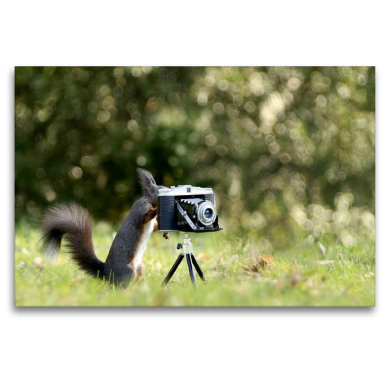 Eichhörnchen entdeckt die Liebe zur Fotografie.