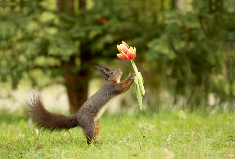 Eichhörnchen mit Tulpen