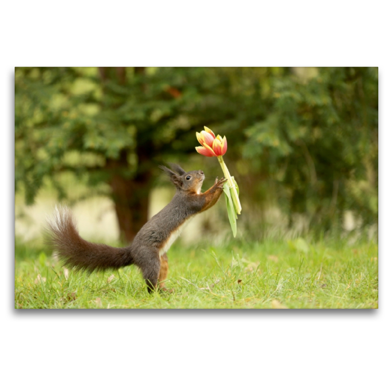 Eichhörnchen mit Tulpen