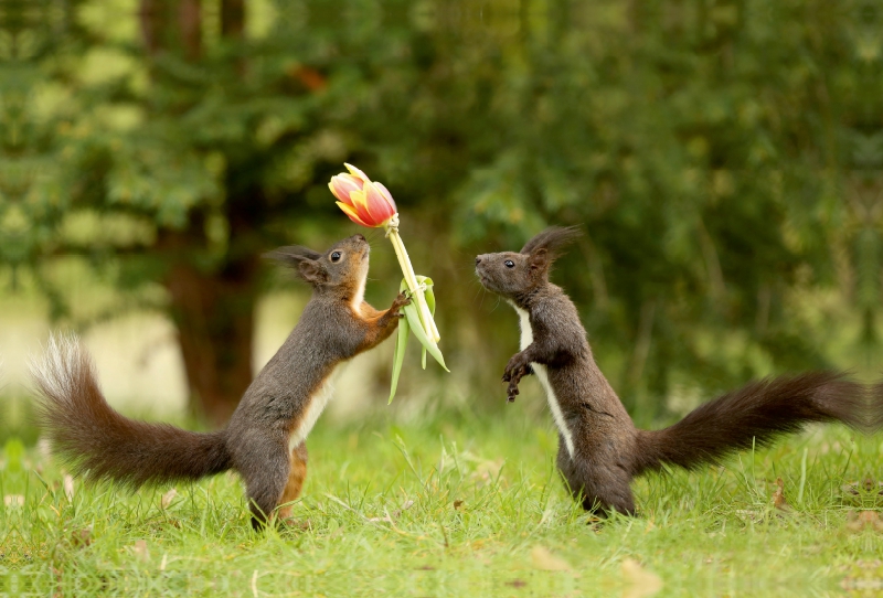 Eichhörnchen mit Blumen