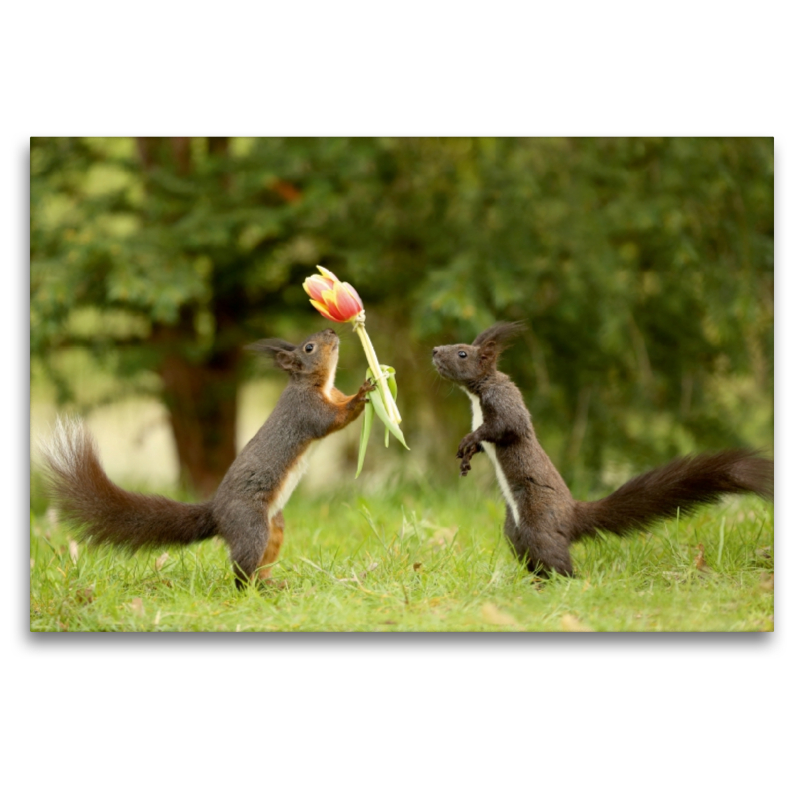 Eichhörnchen mit Blumen