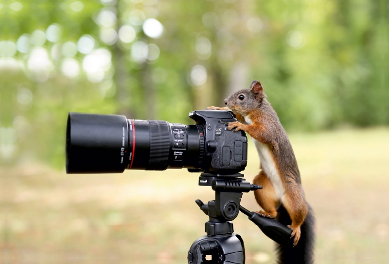 Der Hochzeitsmonat Mai. Ich bin der Starfotograf.