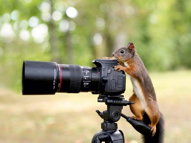 Der Hochzeitsmonat Mai. Ich bin der Starfotograf.