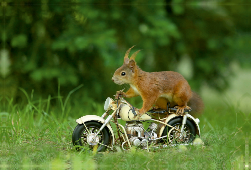 Auch auf dem Motorad machen die Eichhörnchen eine gute Figur.