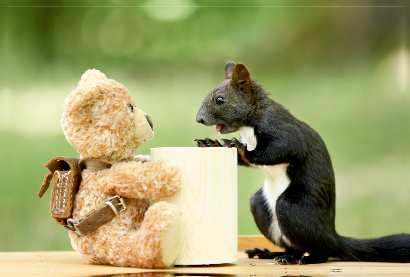 Eichhörnchen mit Freund Teddy im Gespräch