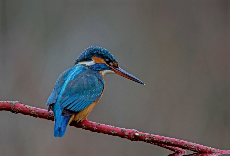 Eisvogelweibchen