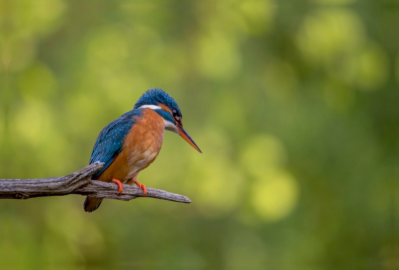 Den Fisch im Visier