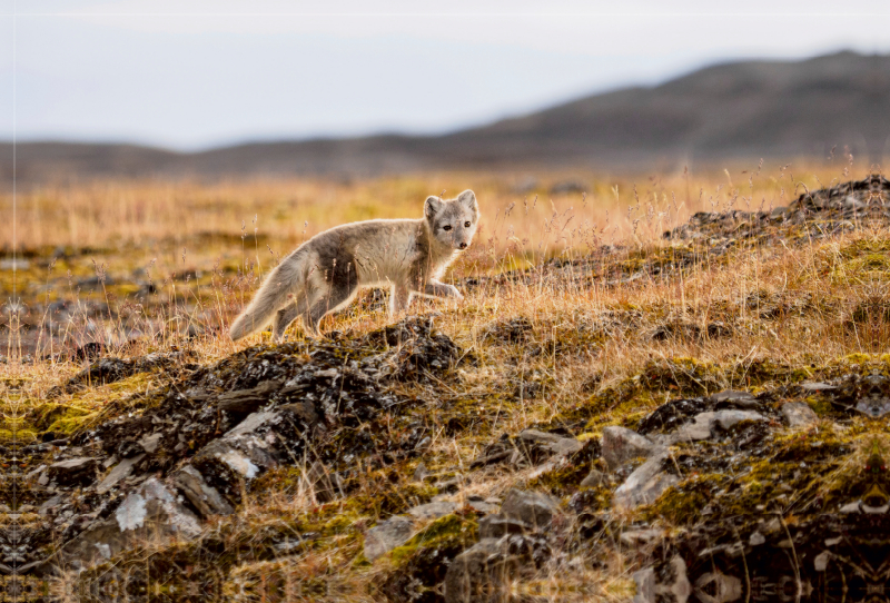 Polarfuchs