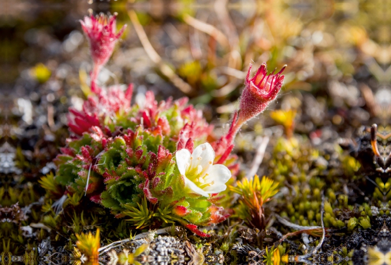 Blumen bei Ymerbukta