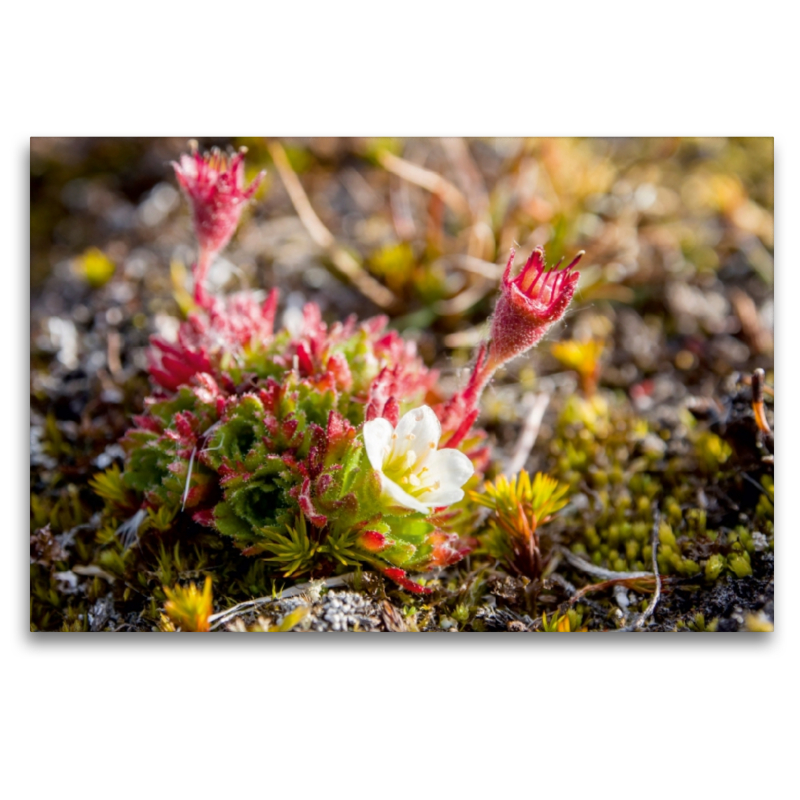 Blumen bei Ymerbukta