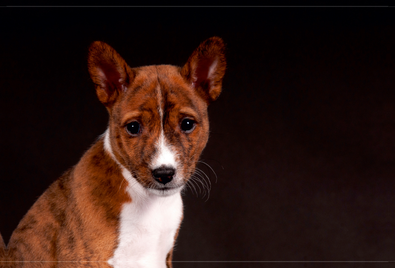 Ein Motiv aus dem Kalender Faszinierende Basenjis