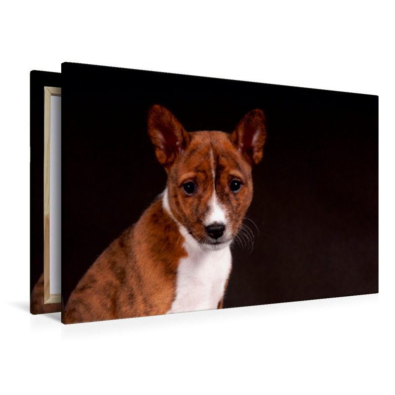 Ein Motiv aus dem Kalender Faszinierende Basenjis