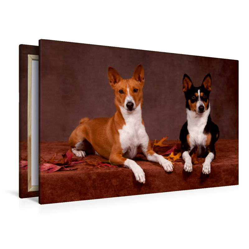 Ein Motiv aus dem Kalender Faszinierende Basenjis