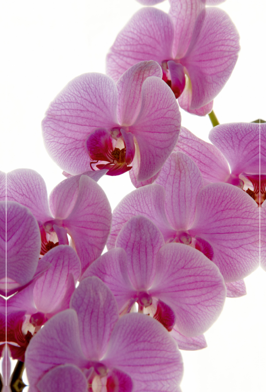 Phalaenopsis