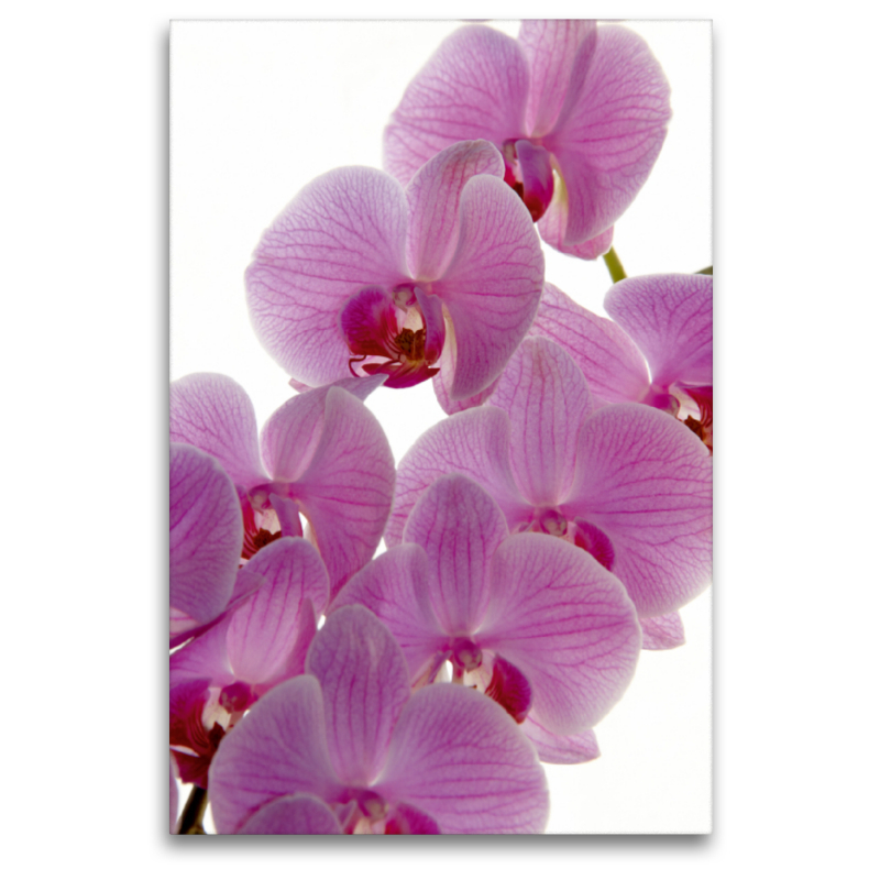 Phalaenopsis