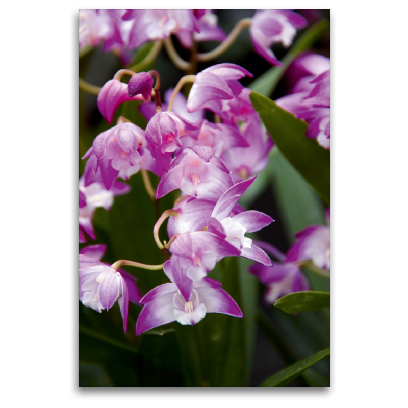 Cymbidium