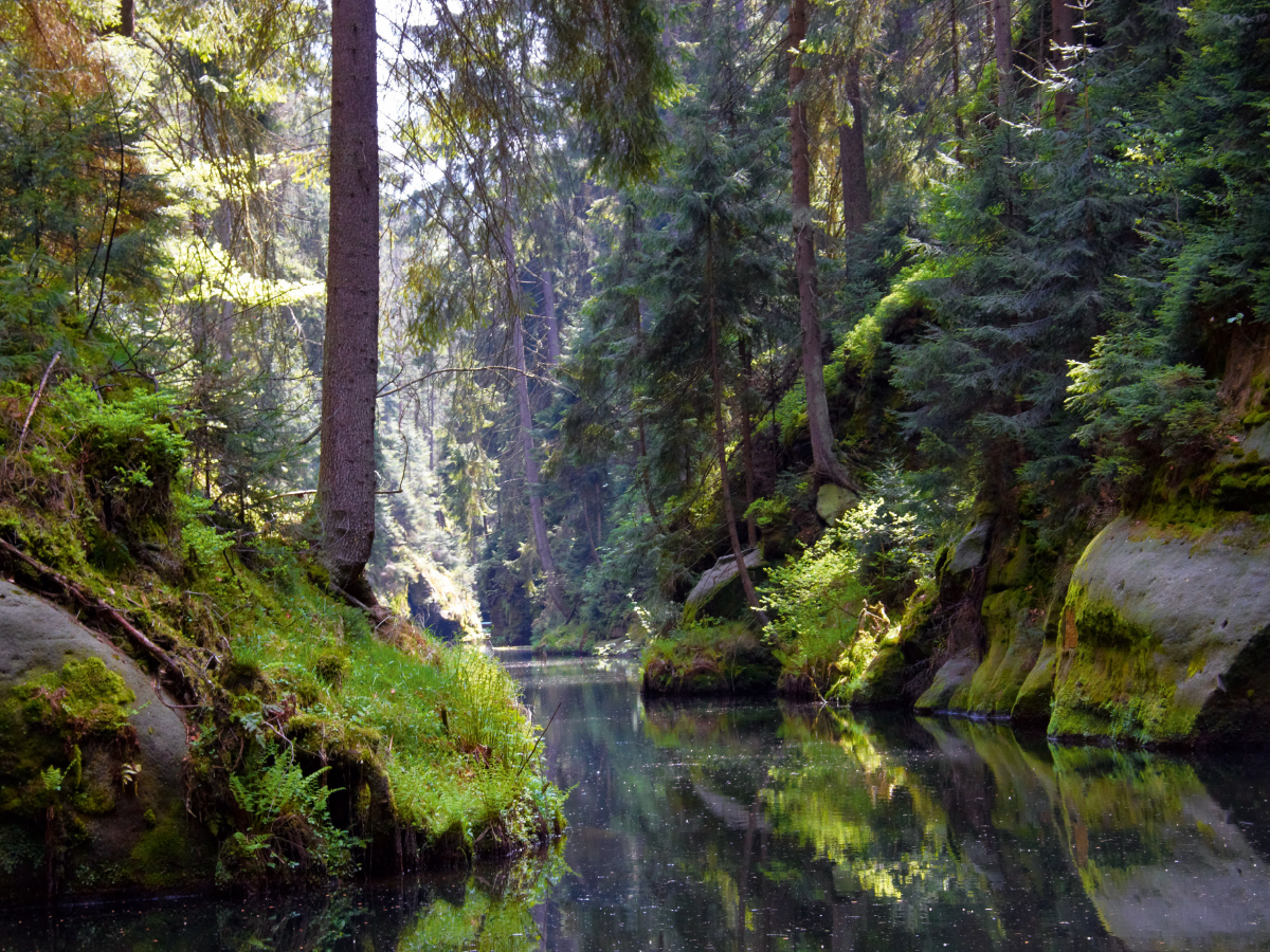 Kirnitzschtal im Elbsandsteingebirge