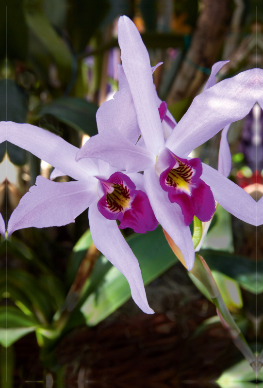 Cattleya percivaliana