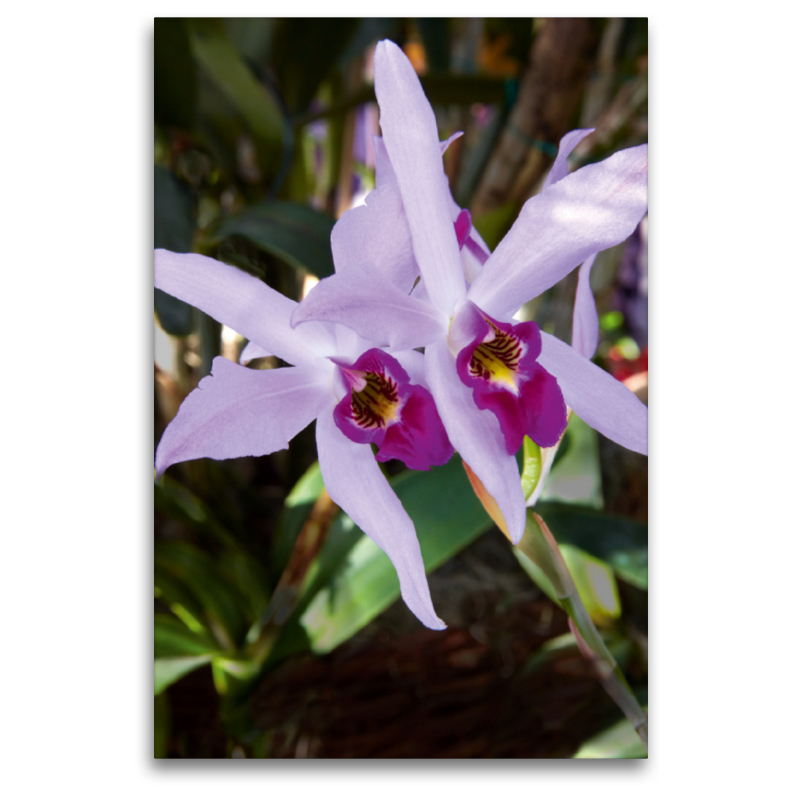 Cattleya percivaliana