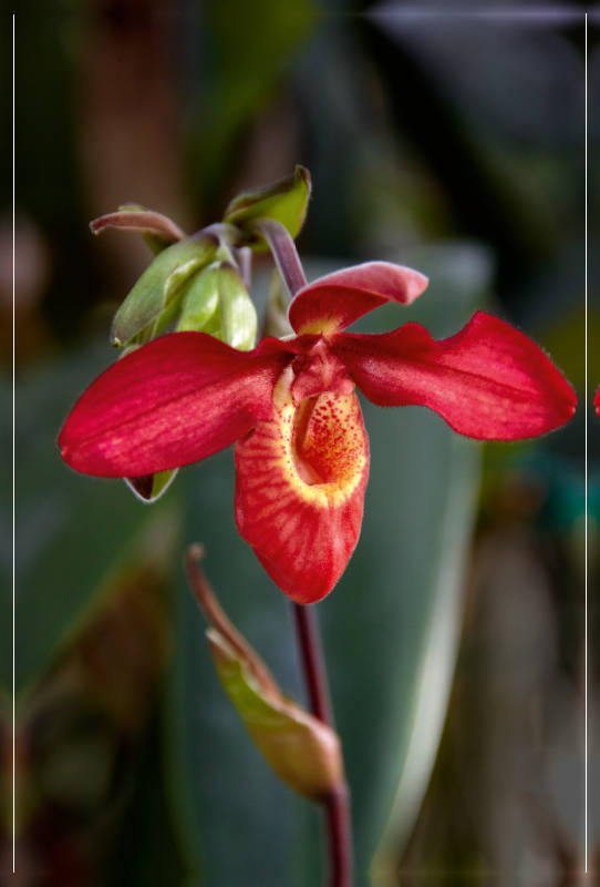 Frauenschuh-Orchidee