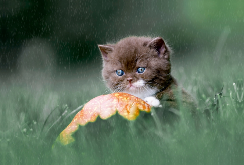 Verregnet Tag - BKH Kitten im Regen