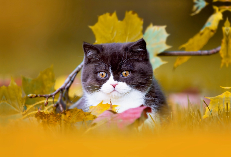 BKH Katzenkind im Herbst