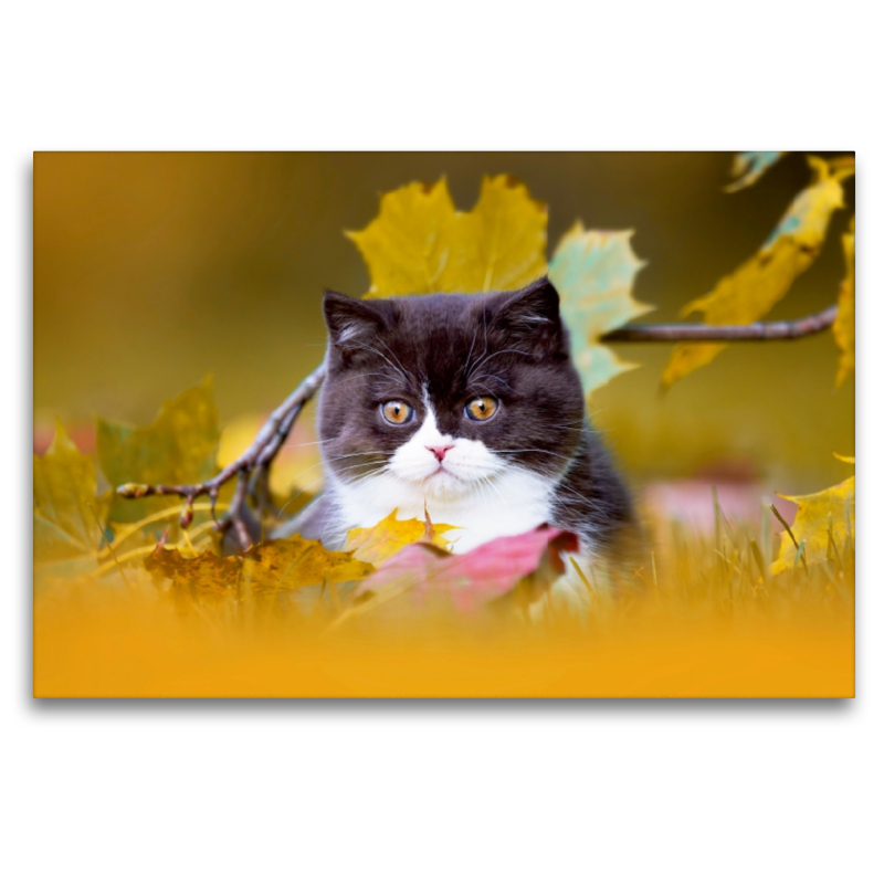 BKH Katzenkind im Herbst