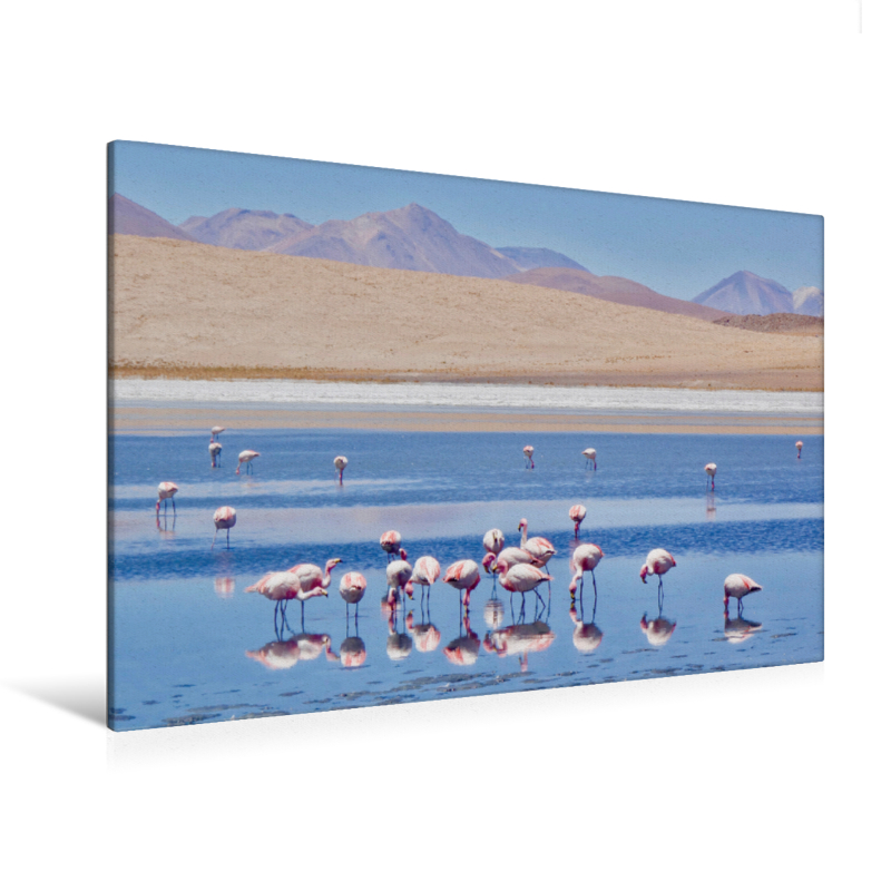 Flamingos Auf Uber 4000 Meter Hohe Bolivien Premium Textil Leinwand Bild Auf Keilrahmen Calvendo