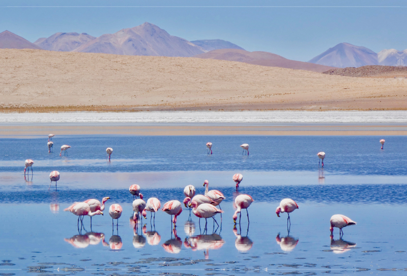 Flamingos auf über 4000 Meter Höhe, Bolivien