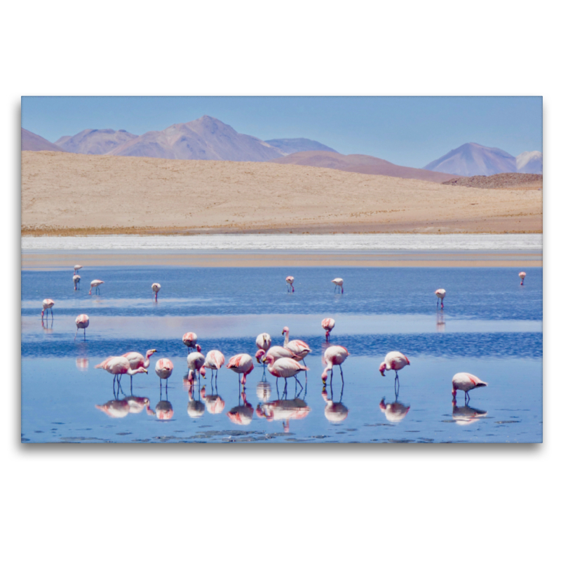 Flamingos auf über 4000 Meter Höhe, Bolivien