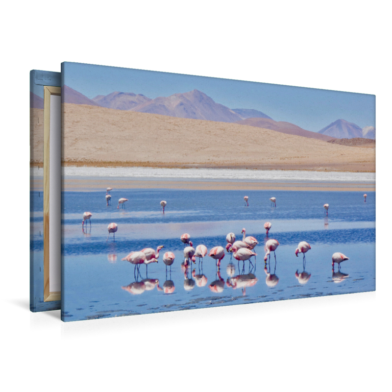 Flamingos auf über 4000 Meter Höhe, Bolivien