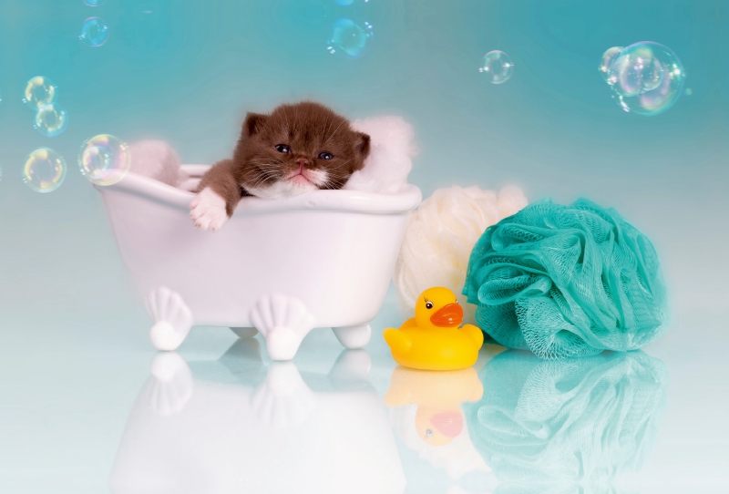 Relax - Kitten in der Badewanne