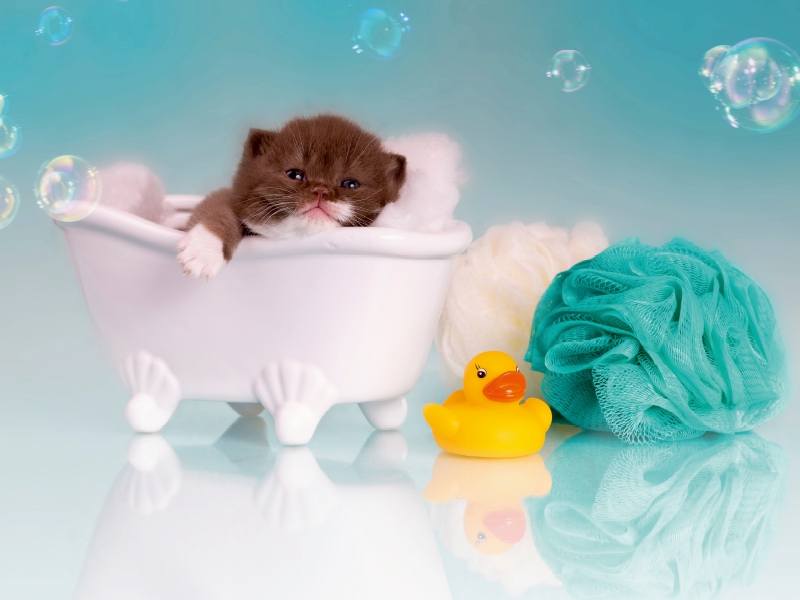 Relax - Kitten in der Badewanne