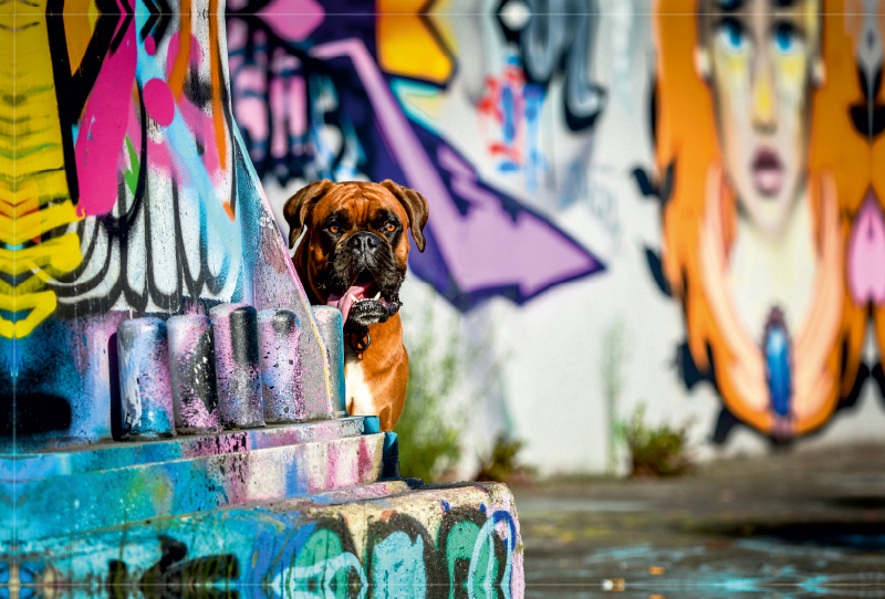 Boxer an einer Graffitywand