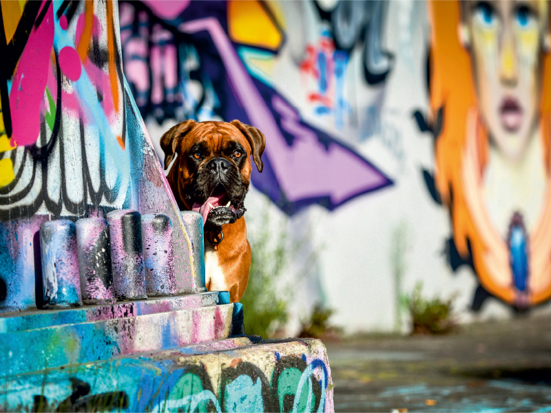 Boxer an einer Graffitywand