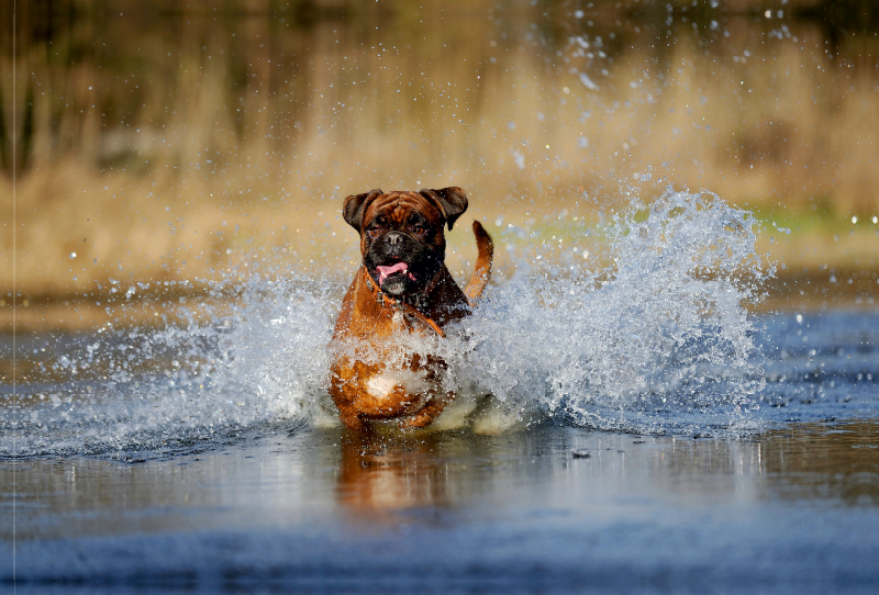 Boxer rennt durch Wasser