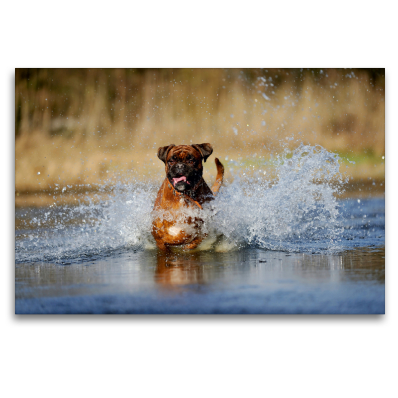 Boxer rennt durch Wasser