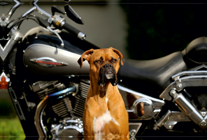 Vor einem Motorrad sitzt ein Boxer