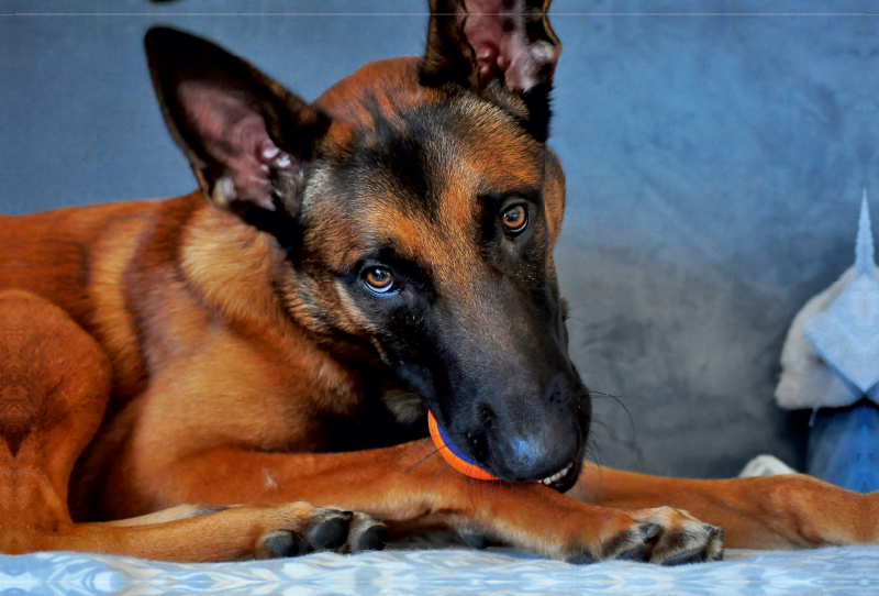 Malinois Junghund im Spielmodus