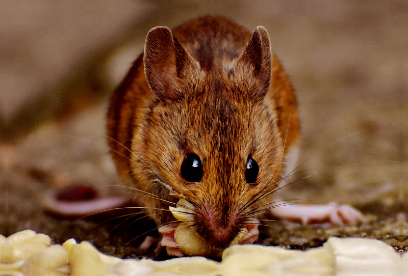 Feldmaus beim Nüsse verzehren