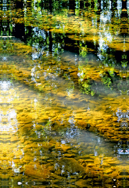 Ein Pool von Wasser in der Mitte des Waldes