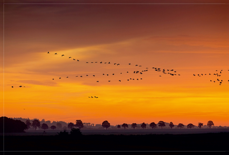 Foto: Matthias Schäf - Kranich (Grus grus), Mecklenburg-Vorpommern, Deutschland