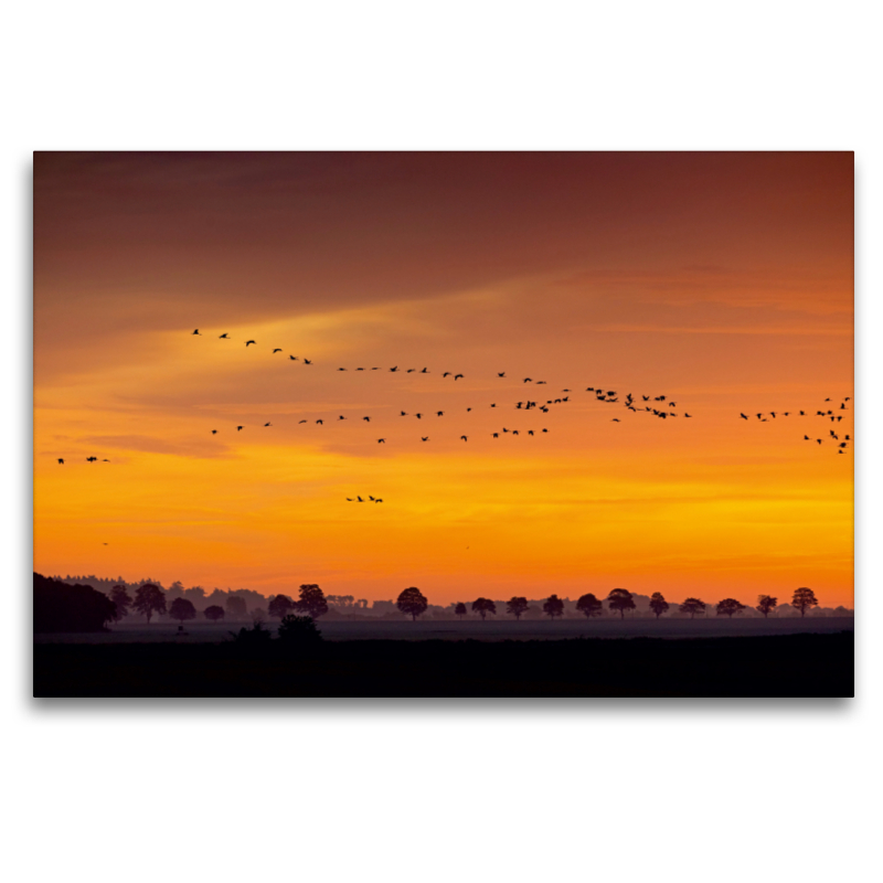 Foto: Matthias Schäf - Kranich (Grus grus), Mecklenburg-Vorpommern, Deutschland