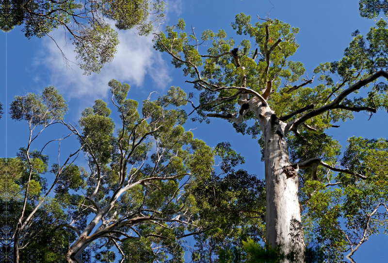 Eukalyptuswald am Mount Frankland