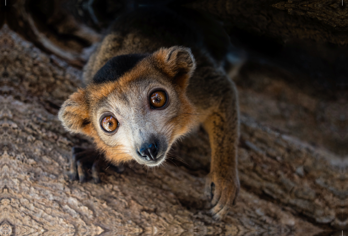 Lemur