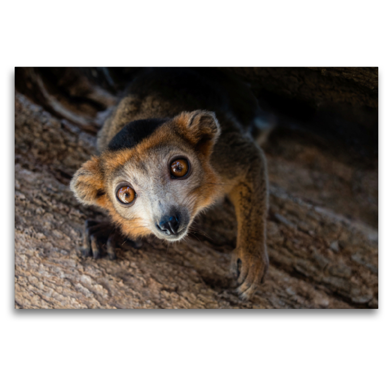 Lemur